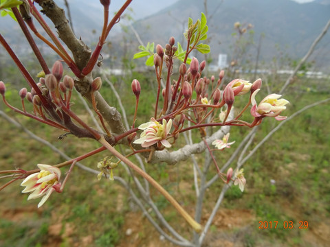 辣木花