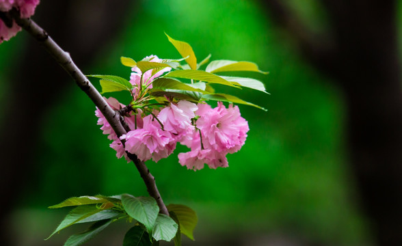 樱花