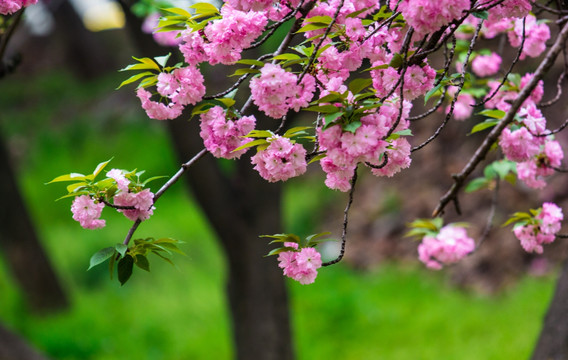 樱花