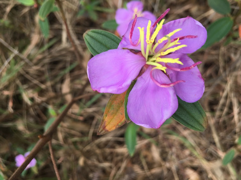 小凤仙花