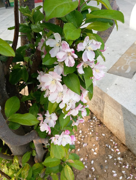 春季花朵