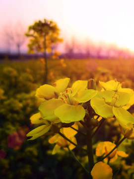 夕阳油菜花特写