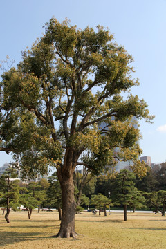 松树