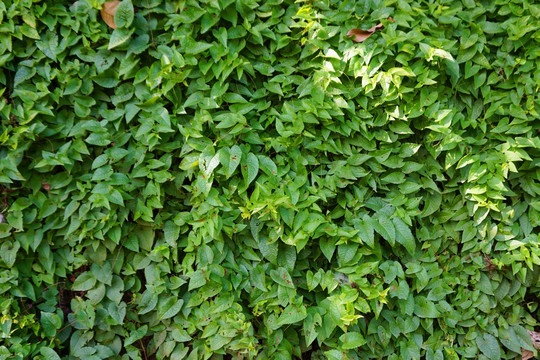 珊瑚藤植被墙 垂直绿化墙
