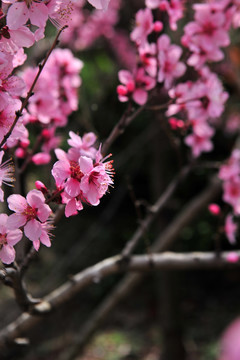 桃花 桃树