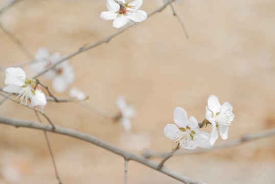 山桃花假桃花野桃花