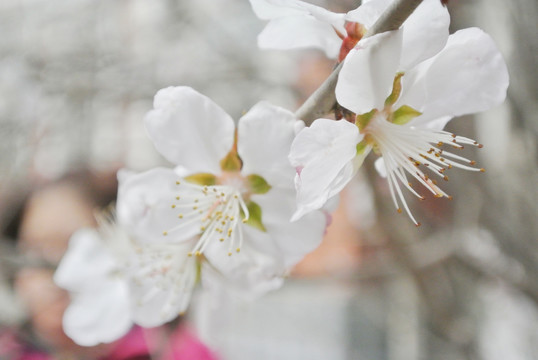 山桃花假桃花野桃花