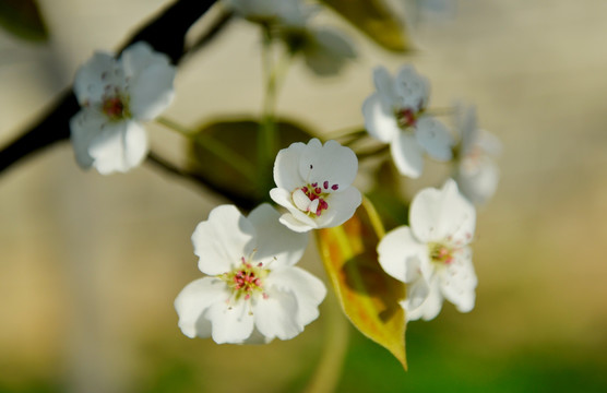 梨花 梨树