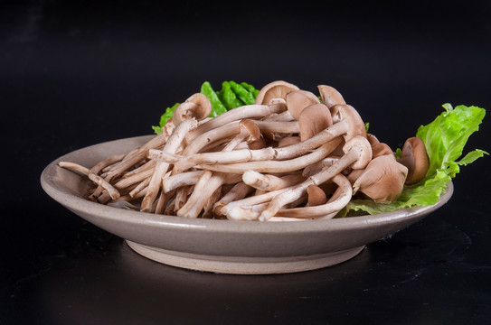 茶树菇