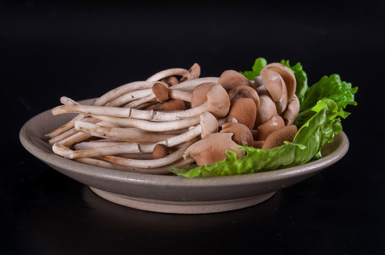 茶树菇