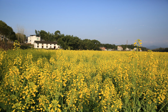 油菜花