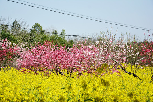 春花烂漫