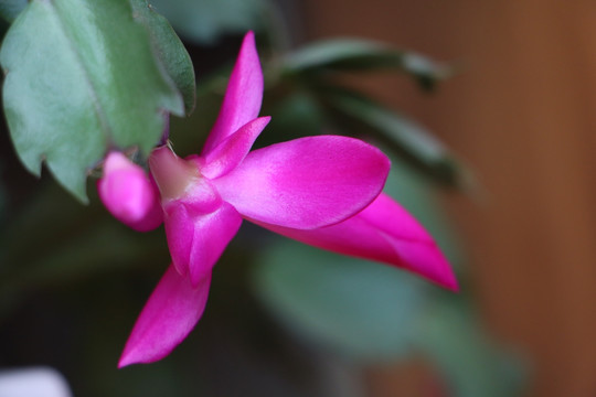花卉