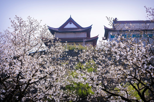 樱花和背景建筑