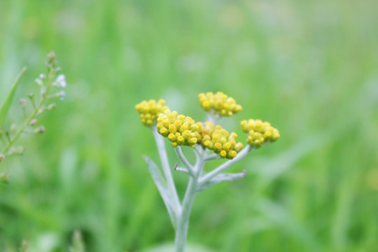 阮雀草