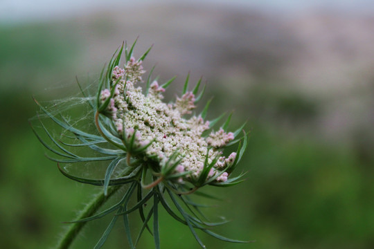 野胡萝卜花