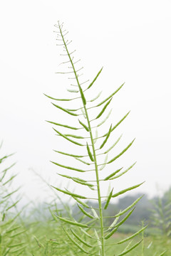 油菜籽