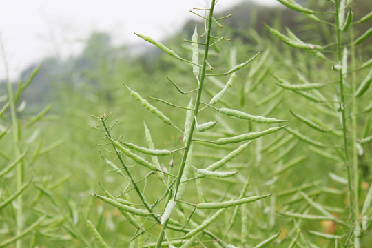 油菜籽