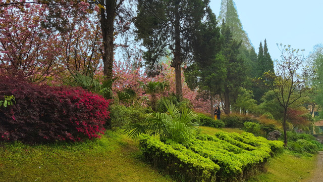 樱花 科大