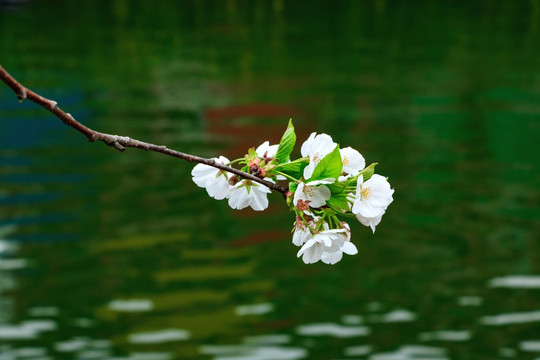 樱花素材 绿水