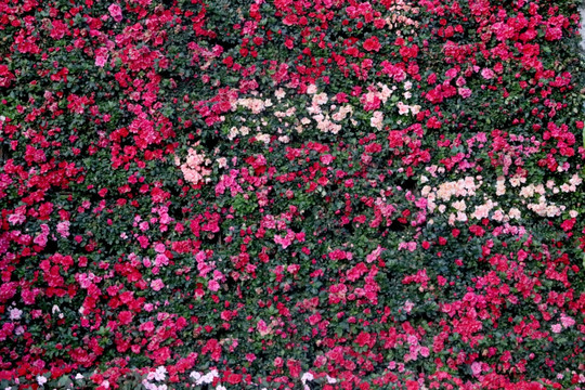 鲜花背景
