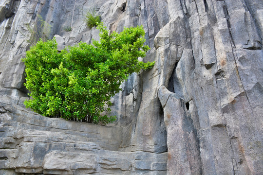 山中绿色植物