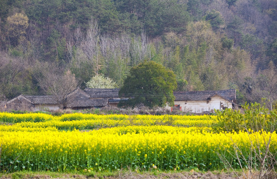 田园风光 油菜花