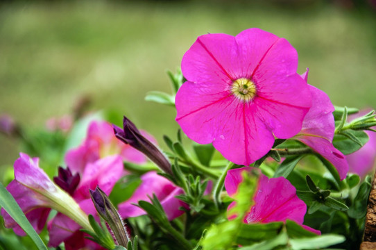 牵牛花