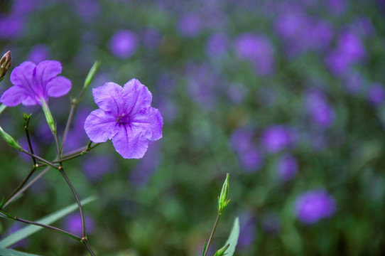 蓝花草 翠芦莉