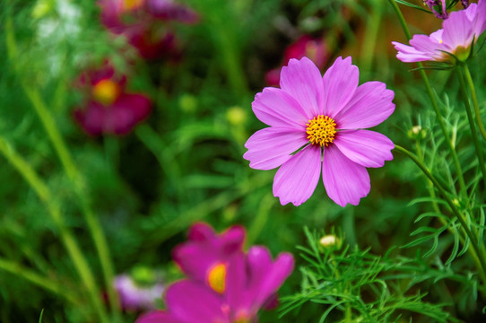 格桑花