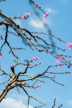 桃花