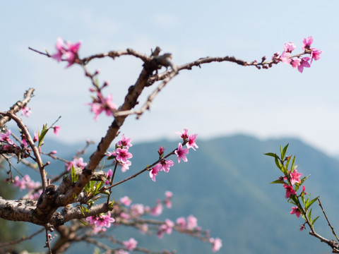 桃花