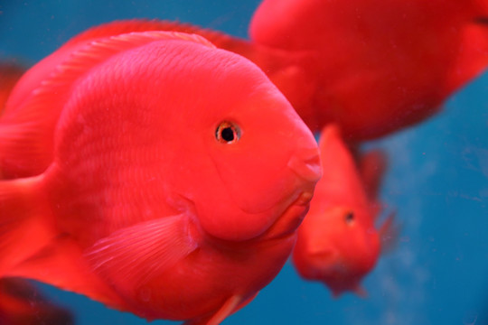 红色观赏鱼