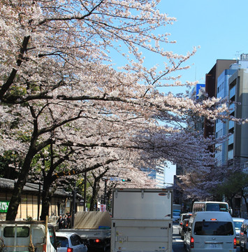 东京樱花