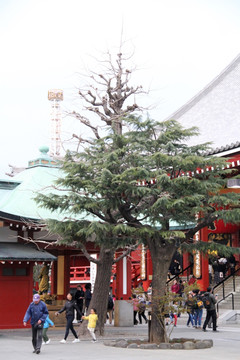 东京浅草寺