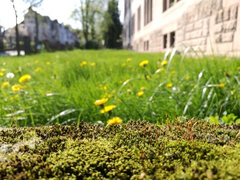 阳光和苔藓