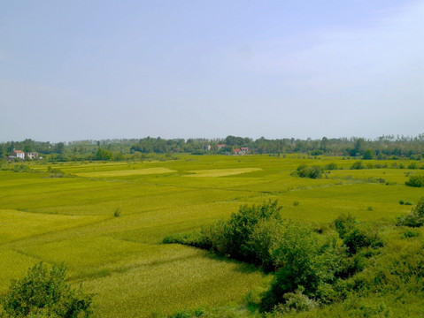 江汉平原稻田