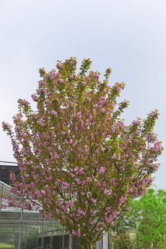 樱花树 鲜花盛开