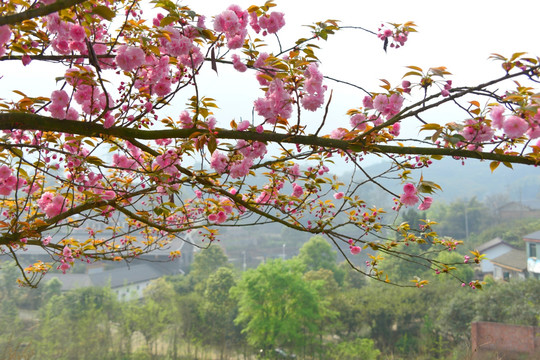 樱花树 鲜花盛开