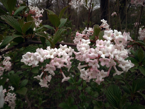 丁香花