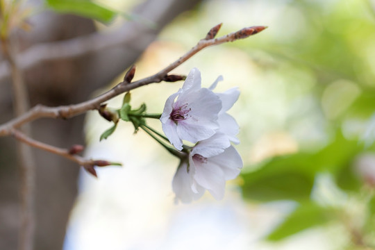 樱花