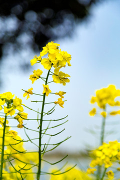 油菜花