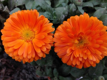 金盏花 橙色花 金盏菊