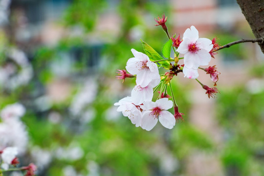 樱花绽放 樱花树 樱花树枝 花