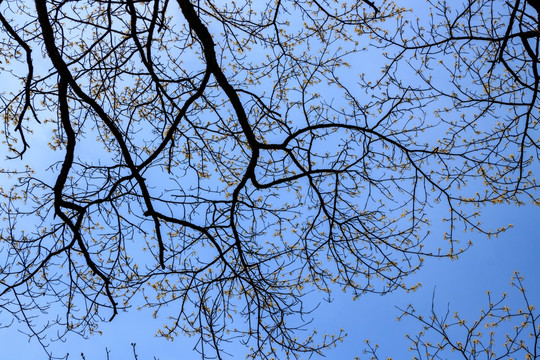 春天发芽树枝