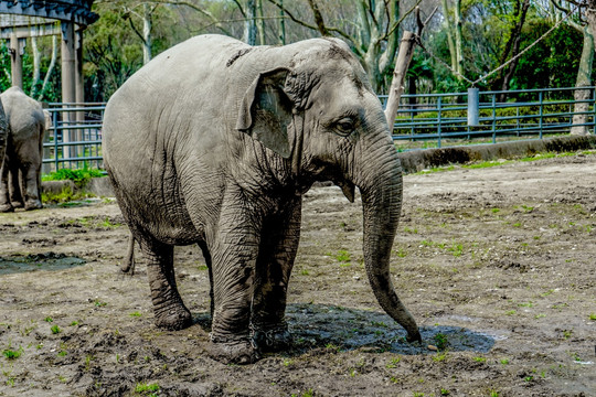 大象 动物 丛林 摄影 河马