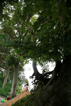 农村枫树