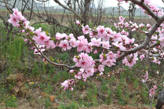 桃树林 桃花 田园风景