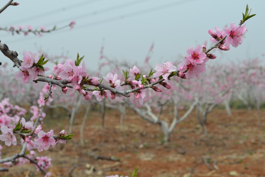 花 桃花 桃花林 桃树园