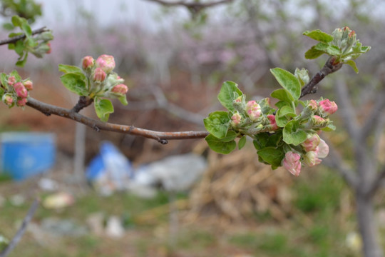 苹果花 苹果树